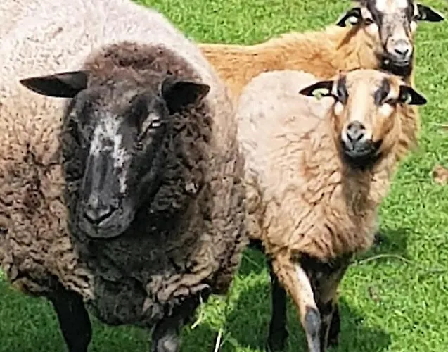 Otel Mini- Camping De Peelweide Grashoek